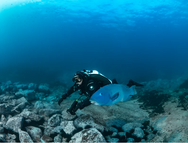 Gordon's Bay — Sydney's Best Shore Dive