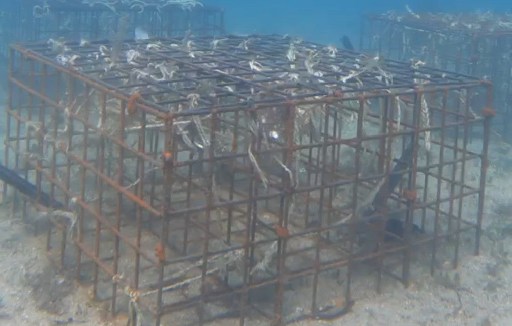 Three seahorse hotel structures sitting on the sandy seabed at Camp Cove, Sydney Harbour