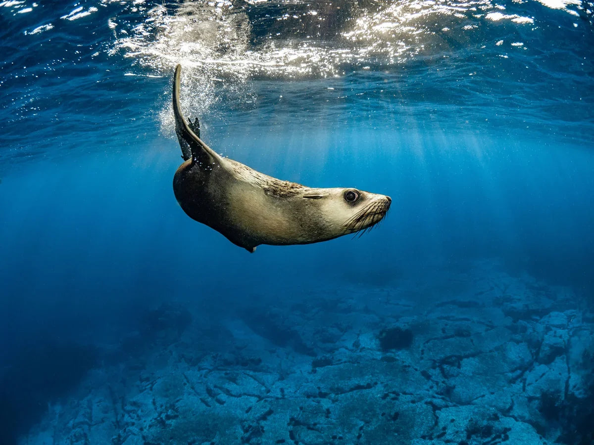 Boat Dive