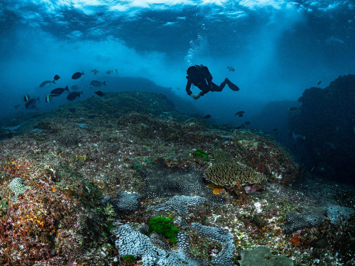 Dive Centre Bondi