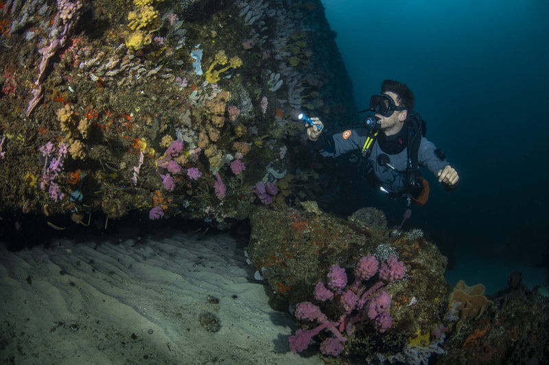 Coral & Sponge Diving in Sydney