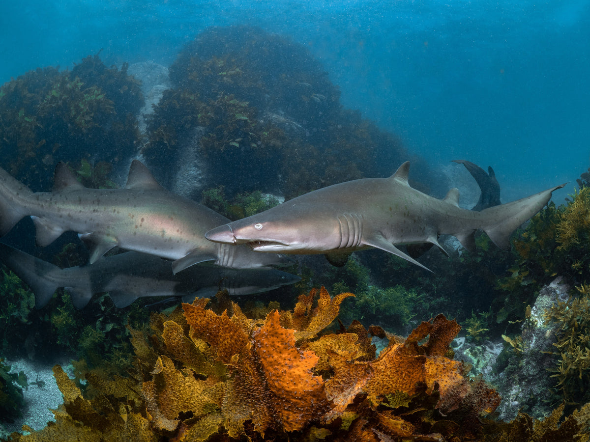 Grey nurse shark swimming past divers at Bushrangers Bay