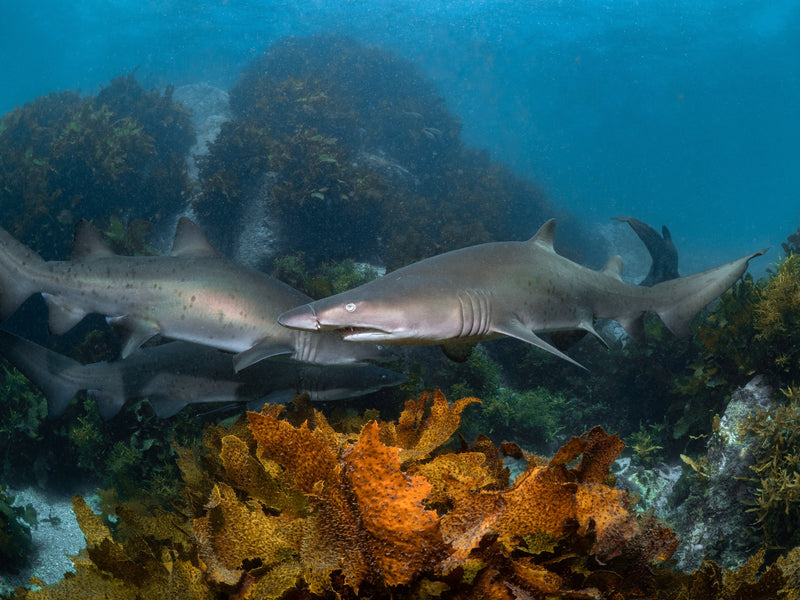 Grey nurse shark swimming past divers at Bushrangers Bay