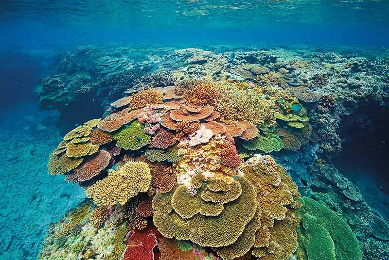 Info Evening: Southern Great Barrier Reef Wed 10 May from 6:00pm at Dive Centre Bondi