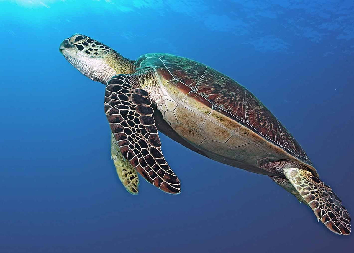 Malaysia Borneo