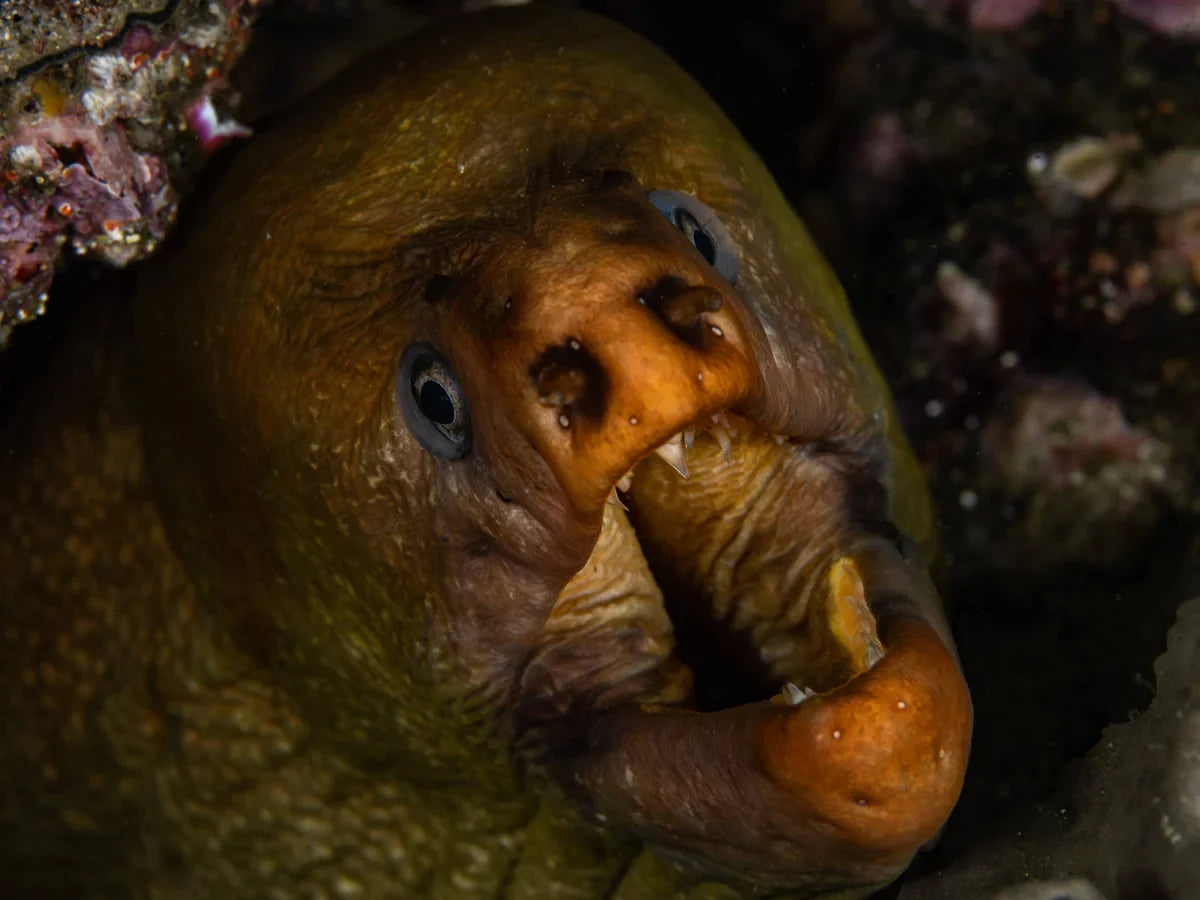 Night Dive