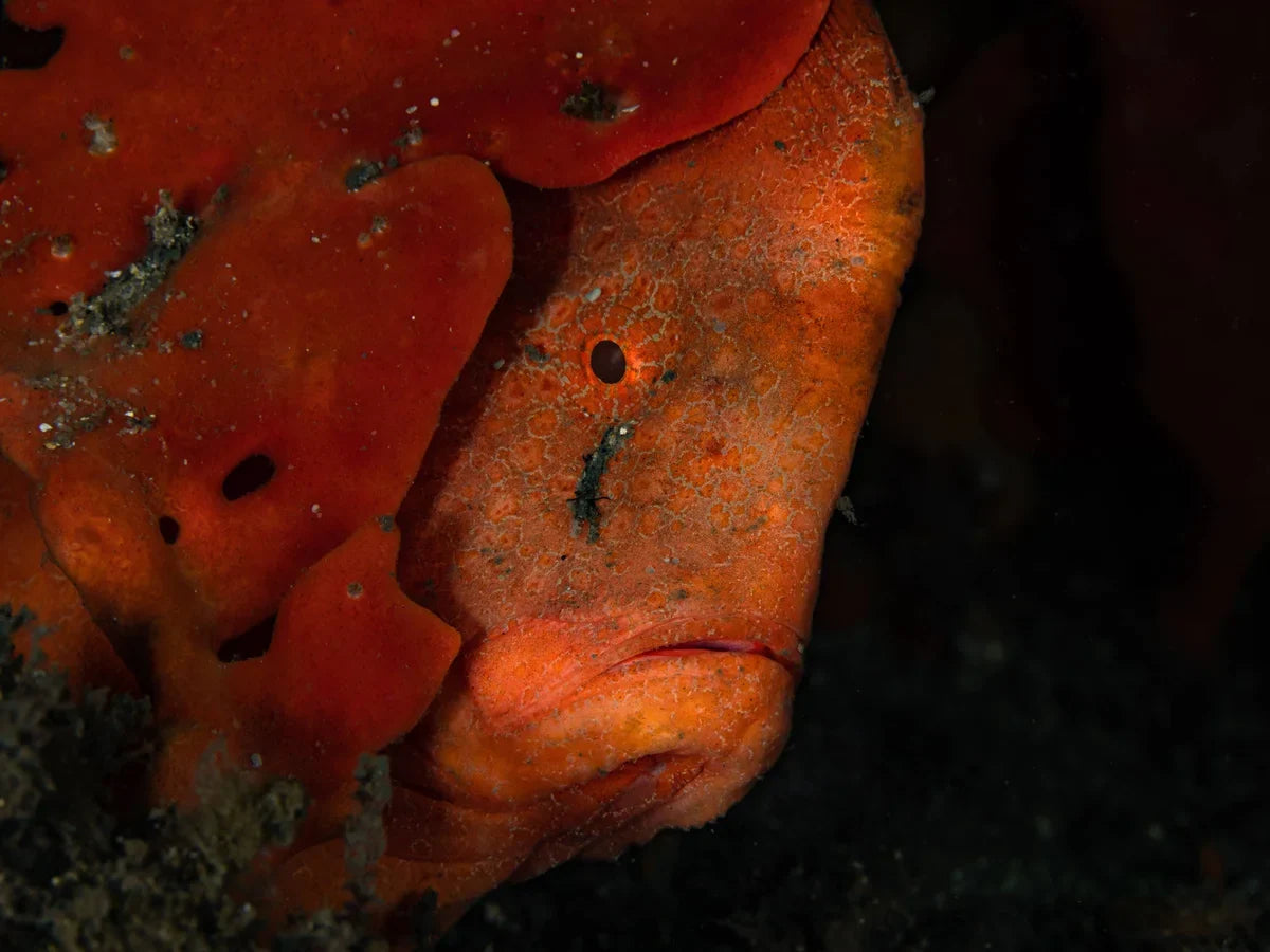 Night Dive