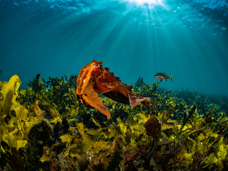 Guided Shore Dive