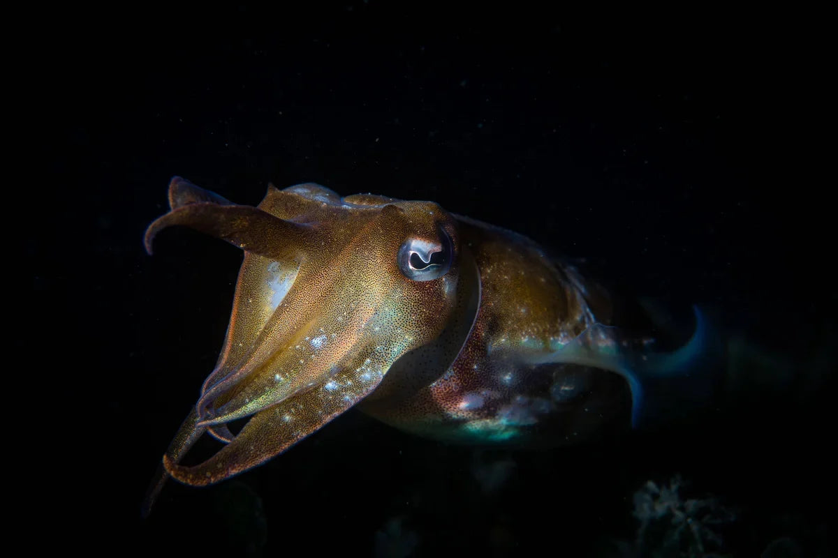 Night Dive