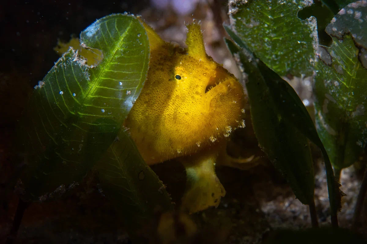 Night Dive
