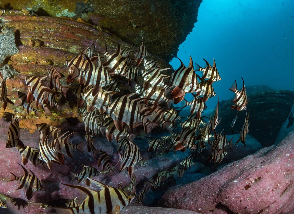 Advanced Shore Dive