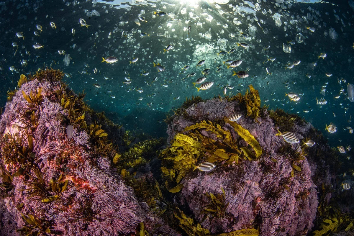 Advanced Shore Dive