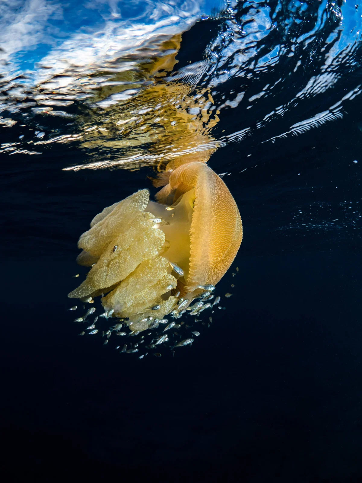 Night Dive