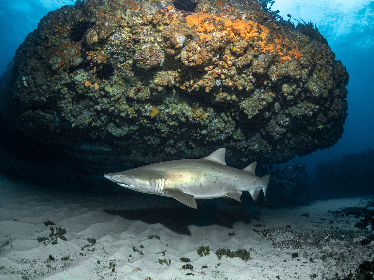 Bushrangers Bay – Shark Dive