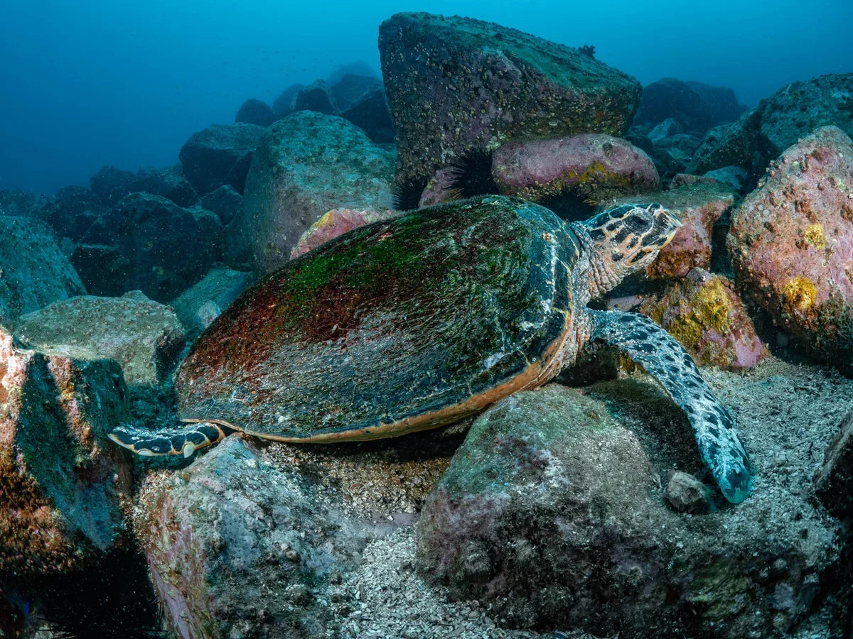 Shore Dive