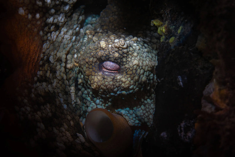 Night Dive