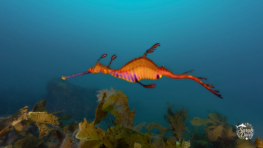 Premium Dive Packages